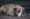 A brindle bulldog lies on a brick pavement with a chain lead, looking up with a relaxed but slightly sad expression—a reminder that dogs can be at risk for ticks and Lyme disease whilst outdoors.