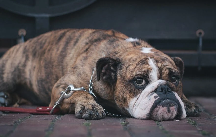A brindle bulldog lies on a brick pavement with a chain lead, looking up with a relaxed but slightly sad expression—a reminder that dogs can be at risk for ticks and Lyme disease whilst outdoors.