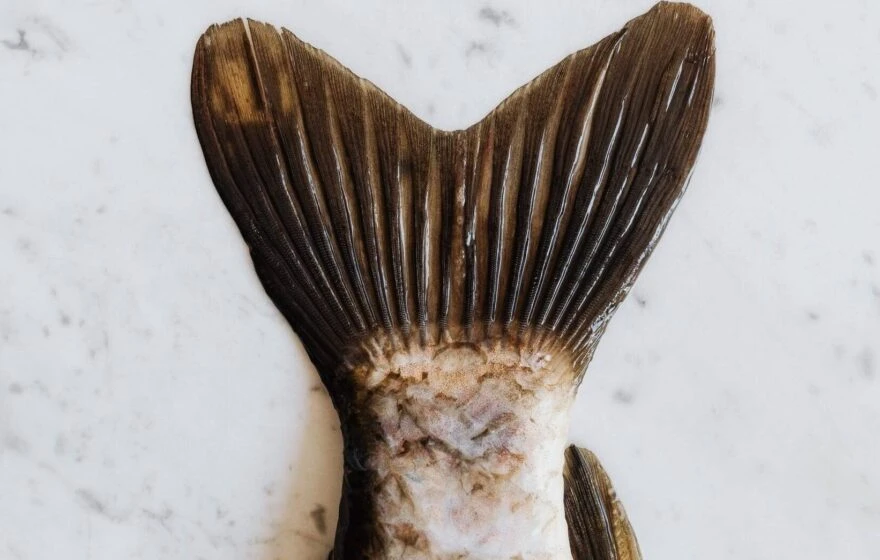 Close-up view of a fish tail on a white, lightly speckled surface. The brown tail with visible fins and scales hints at the rich amino acids found in fish—valuable information for anyone interested in an amino acids guide.