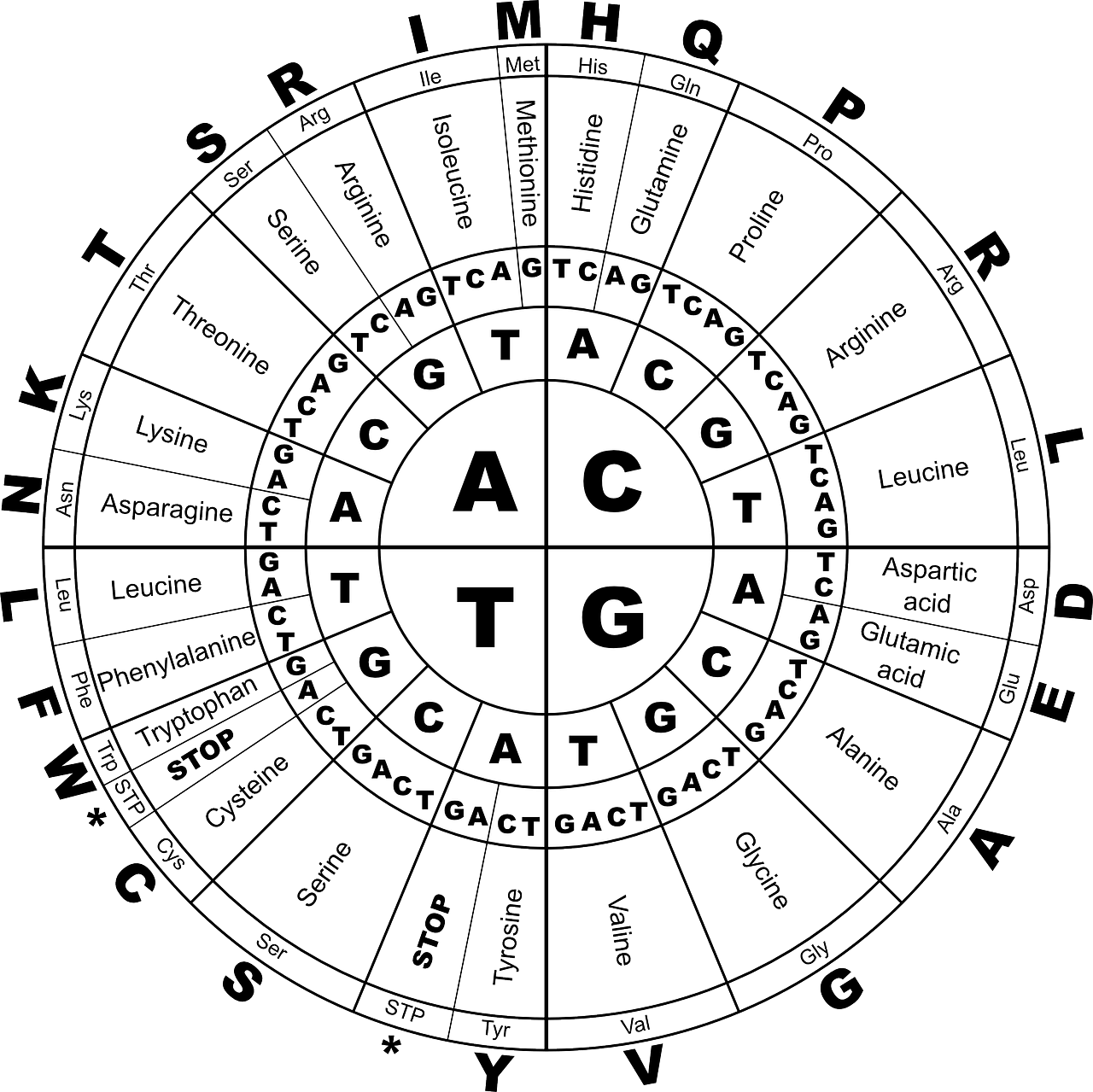 Illustration of the DNA Biology Code of Amino Acids