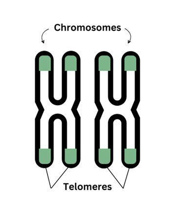 telemomeres on chromosomes