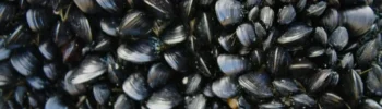A dense cluster of black mussel shells attached to a surface, with a few orange and brown shells scattered throughout—much like the diversity found in the Four Types of Vitamin B12.