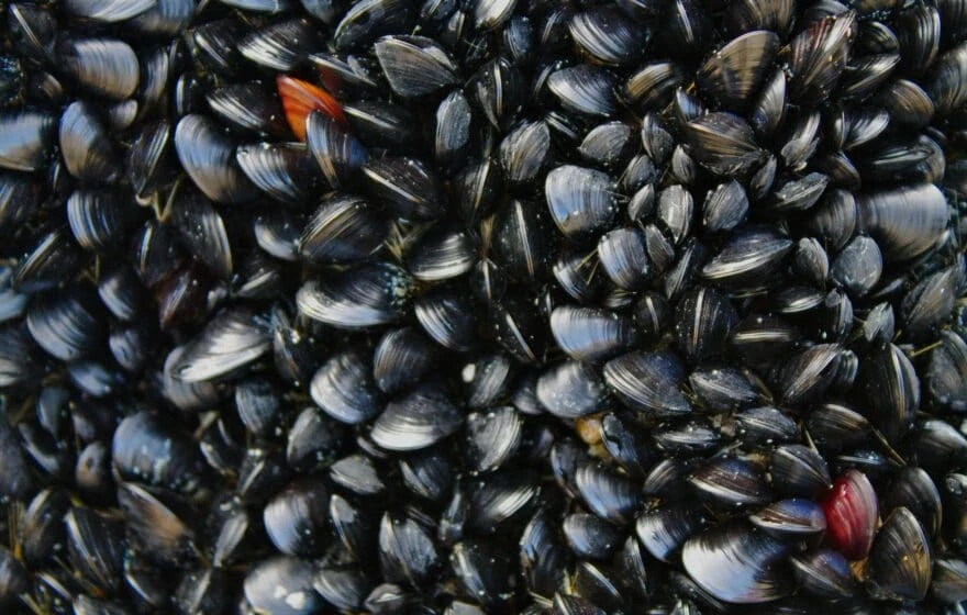A dense cluster of black mussel shells attached to a surface, with a few orange and brown shells scattered throughout—much like the diversity found in the Four Types of Vitamin B12.