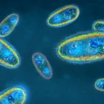 Digital illustration showing several single-celled microorganisms, likely paramecia, floating in a blue liquid environment—evoking themes of parasite cleansing and ways to reclaim your health.