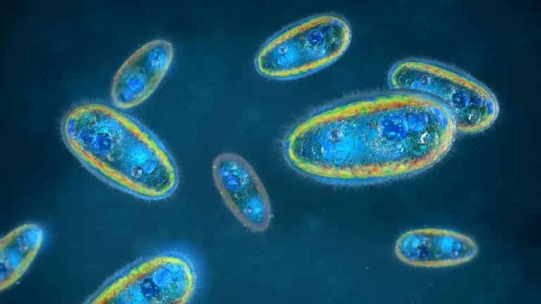 Digital illustration showing several single-celled microorganisms, likely paramecia, floating in a blue liquid environment—evoking themes of parasite cleansing and ways to reclaim your health.