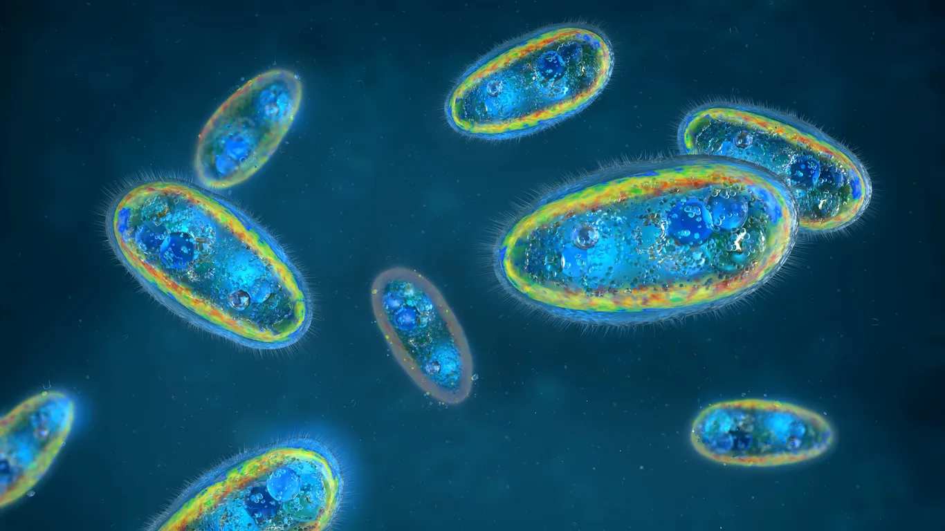 Digital illustration showing several single-celled microorganisms, likely paramecia, floating in a blue liquid environment—evoking themes of parasite cleansing and ways to reclaim your health.