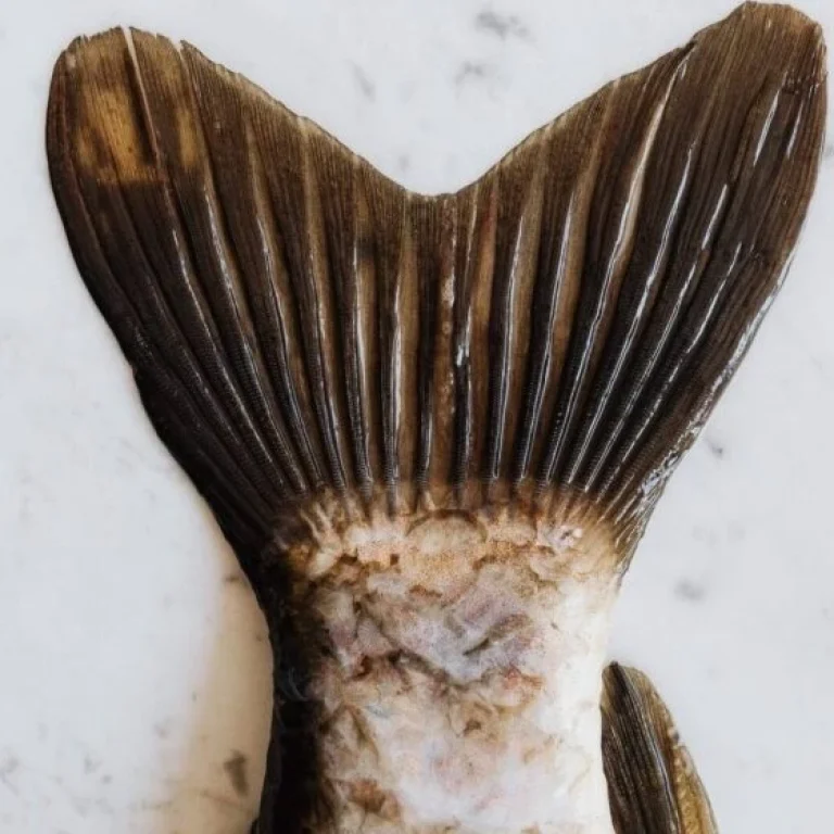 Close-up view of a fish tail on a white, lightly speckled surface. The brown tail with visible fins and scales hints at the rich amino acids found in fish—valuable information for anyone interested in an amino acids guide.