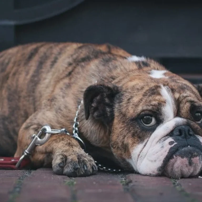 A brindle bulldog lies on a brick pavement with a chain lead, looking up with a relaxed but slightly sad expression—a reminder that dogs can be at risk for ticks and Lyme disease whilst outdoors.