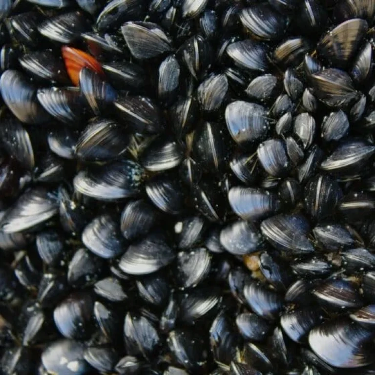 A dense cluster of black mussel shells attached to a surface, with a few orange and brown shells scattered throughout—much like the diversity found in the Four Types of Vitamin B12.