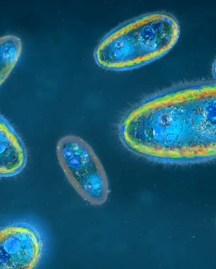 Digital illustration showing several single-celled microorganisms, likely paramecia, floating in a blue liquid environment—evoking themes of parasite cleansing and ways to reclaim your health. Digital illustration showing several single-celled microorganisms, likely paramecia, floating in a blue liquid environment—evoking themes of parasite cleansing and ways to reclaim your health.