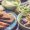 healthy meals